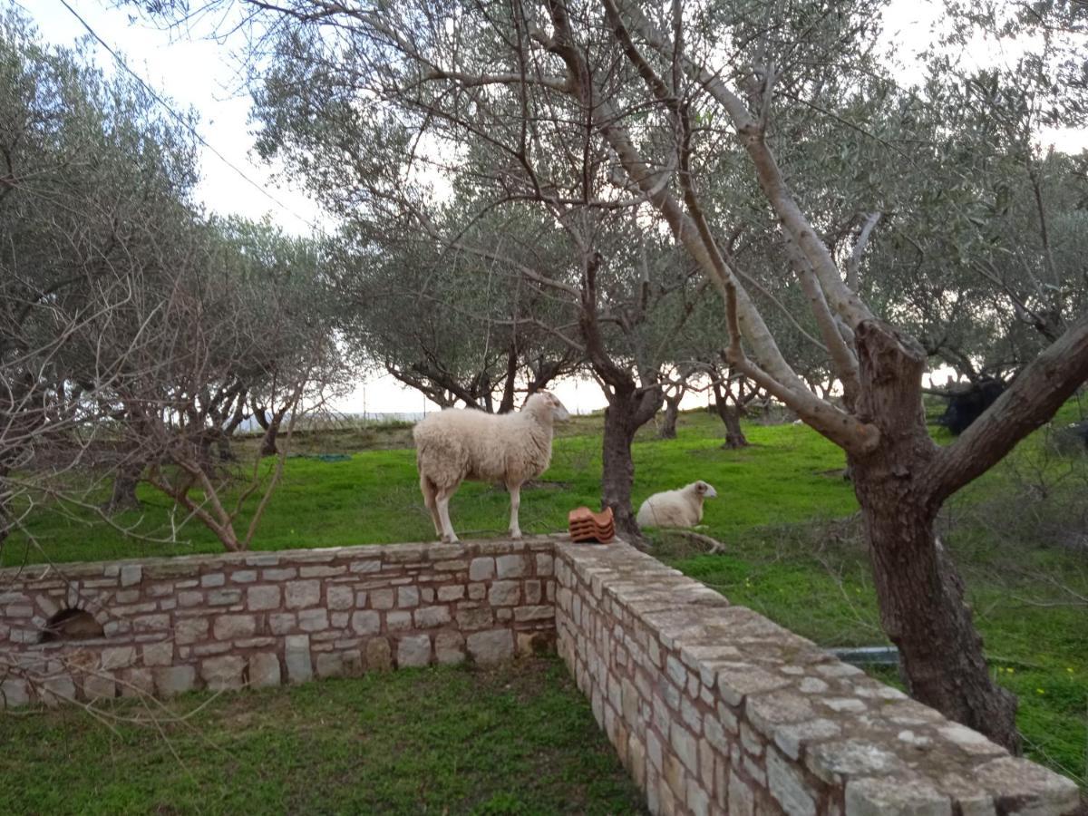 Ktima Tzamika Apartment Episkopi-Chania Exterior foto