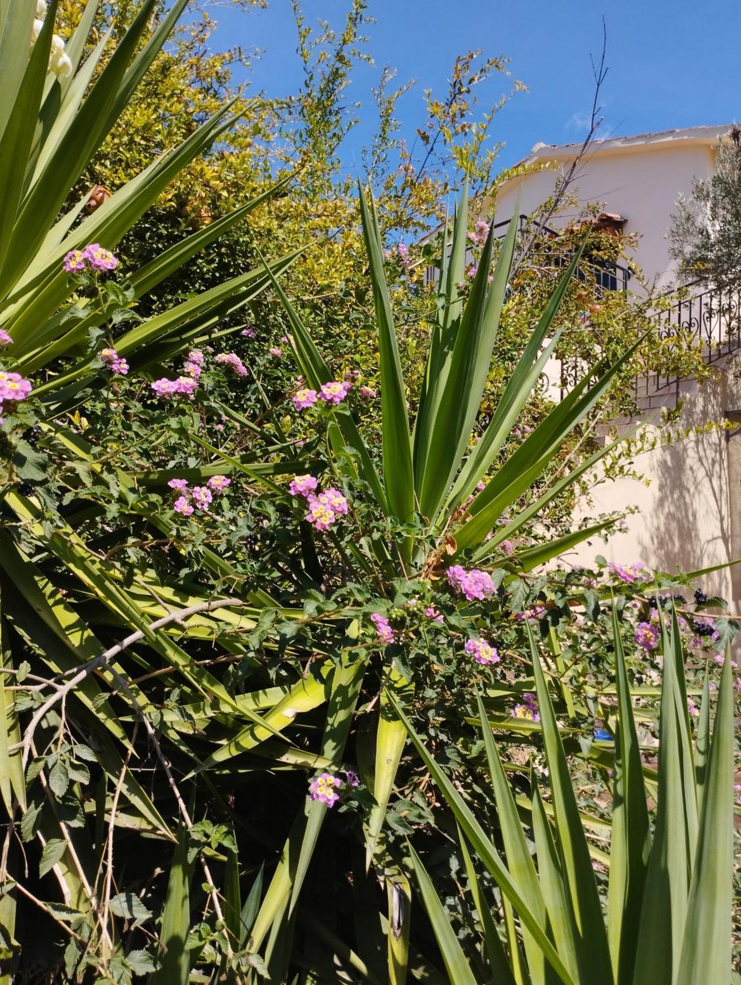 Ktima Tzamika Apartment Episkopi-Chania Exterior foto